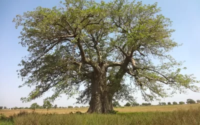 15 Amazing Benefits of Baobab Powder You’ll Love